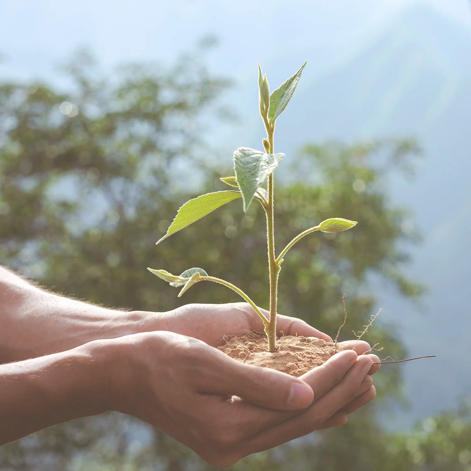 Hände halten behutsam einen jungen grünen Pflanzenspross mit Erde vor einem natürlichen, sonnigen Hintergrund – Symbol für Wachstum, Fürsorge und Nachhaltigkeit